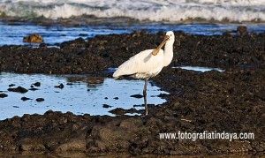 Espátula común - GUÍA DE FUERTEVENTURA
