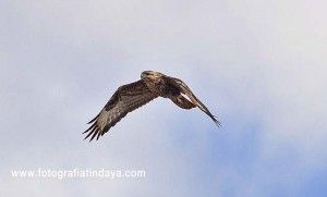 Aguililla (Buteo buteo insularum) - GUÍA DE FUERTEVENTURA