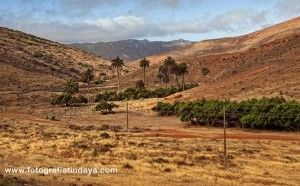 Palmeral de Betancuria - GUÍA DE FUERTEVENTURA