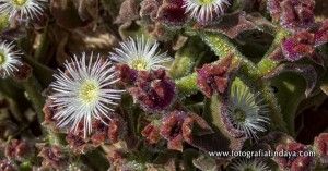 La barrilla (Mesembryanthemum crystallinum) - GUÍA DE FUERTEVENTURA