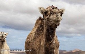El Camello Majorero - GUÍA DE FUERTEVENTURA