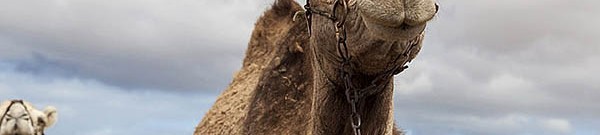 El Camello Majorero