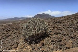 Cardón de Jandía - GUÍA DE FUERTEVENTURA