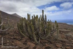 Cardón canario - GUÍA DE FUERTEVENTURA
