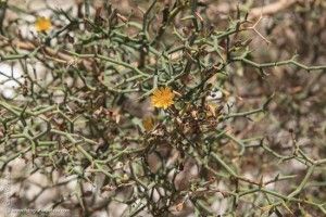 La Aulaga majorera - GUÍA DE FUERTEVENTURA