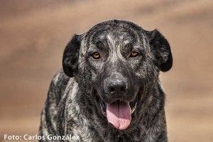 El Perro Majorero o bardino - GUÍA DE FUERTEVENTURA
