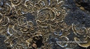 Yacimiento Paleontológico de La Guirra - GUÍA DE FUERTEVENTURA