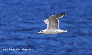 Gaviota patiamarilla de Canarias (Larus cachinnans Atlantis) - GUÍA DE FUERTEVENTURA