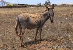 El Burro Majorero - GUÍA DE FUERTEVENTURA