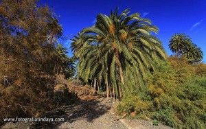 Palmeral de Madre del agua - GUÍA DE FUERTEVENTURA