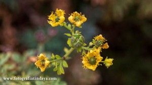 La Ruda, plantas de uso medicinal en las tradiciones de Canarias. - GUÍA DE FUERTEVENTURA