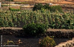 lapilli - GUÍA DE FUERTEVENTURA