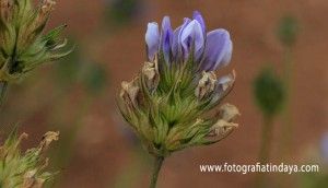 La Tedera (Bituminaria bituminosa) - GUÍA DE FUERTEVENTURA