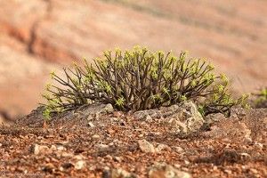 La Tabaiba - GUÍA DE FUERTEVENTURA