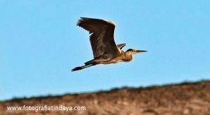 La garza real (Ardea cinerea) - GUÍA DE FUERTEVENTURA
