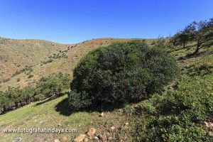 El Acebuche - GUÍA DE FUERTEVENTURA