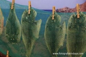 Tradiciones de Fuerteventura, las Jareas - GUÍA DE FUERTEVENTURA