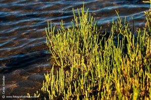 La Sarcocornia perennis – Salado de marisma - GUÍA DE FUERTEVENTURA