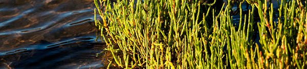 La Sarcocornia perennis - Salado de marisma