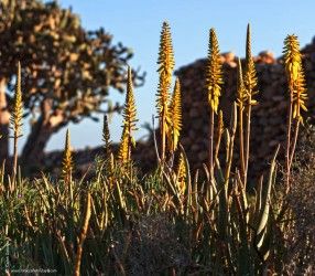 Aloe vera - GUÍA DE FUERTEVENTURA