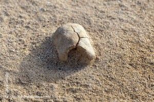 Las ootecas de acrídidos - GUÍA DE FUERTEVENTURA