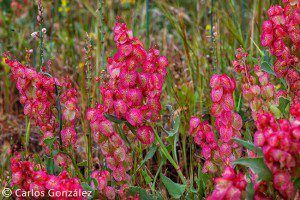 La Vinagrerilla roja (Rumex vesicarius) - GUÍA DE FUERTEVENTURA