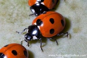 Mariquita o sarantontón ( Coccinella algerica kovar, 1977) - GUÍA DE FUERTEVENTURA