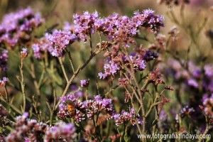 Espinocho (Limonium tuberculatum) - GUÍA DE FUERTEVENTURA