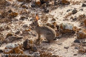 El Conejo silvestre - GUÍA DE FUERTEVENTURA