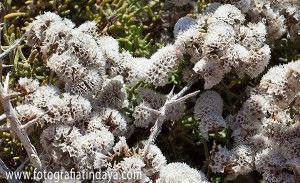Siempreviva zig-zag (Limonium papillatum) - GUÍA DE FUERTEVENTURA