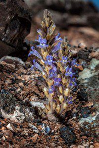 Jopo de la Graciosa (Phelipanche gratiosa) - GUÍA DE FUERTEVENTURA