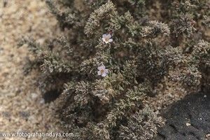 Tomillo de mar (Frankenia pulverulenta) - GUÍA DE FUERTEVENTURA