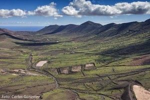 gavia - GUÍA DE FUERTEVENTURA