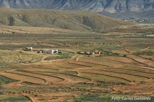 trastón - GUÍA DE FUERTEVENTURA