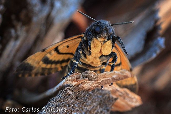 ACHERONTIA ATROPOS O ESFINGE CALAVERA ACHERONTIA ATROPOS O ESFINGE CALAVERA