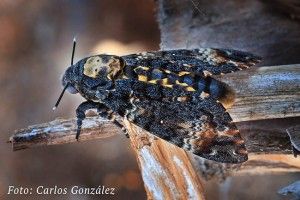 ACHERONTIA ATROPOS O ESFINGE CALAVERA - GUÍA DE FUERTEVENTURA