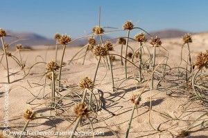 El junco de mar (Cyperus capitatus) - GUÍA DE FUERTEVENTURA