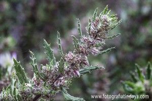 Hierba ratonera (Forsskaolea angustifolia) - GUÍA DE FUERTEVENTURA