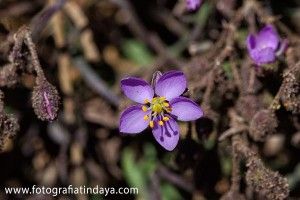Romerillo pardo (Spergularia fimbriata) - GUÍA DE FUERTEVENTURA