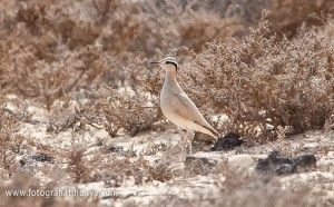 Corredor sahariano - GUÍA DE FUERTEVENTURA