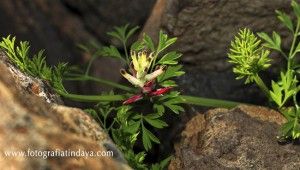 La Palomilla - GUÍA DE FUERTEVENTURA