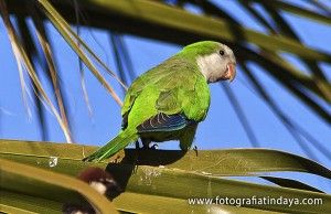 Especie invasora - GUÍA DE FUERTEVENTURA