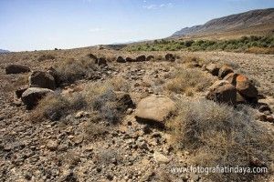 El Efequén en Fuerteventura - GUÍA DE FUERTEVENTURA