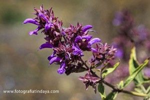Salvia Canaria - GUÍA DE FUERTEVENTURA