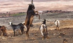 Teberite - GUÍA DE FUERTEVENTURA