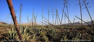 LA PITERA O HENEQUÉN - GUÍA DE FUERTEVENTURA