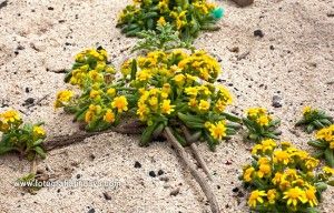 El moqueguirre o hediondo - GUÍA DE FUERTEVENTURA