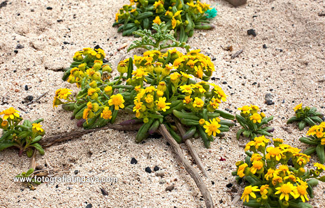 El moqueguirre hediondo (Senecio leucanthemifolius) en las dunas de Corralejo