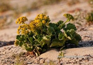 La lechuga o acelga de mar - GUÍA DE FUERTEVENTURA