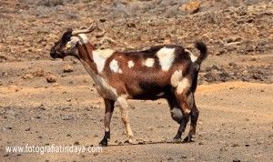 La Puipana o Pipana - GUÍA DE FUERTEVENTURA